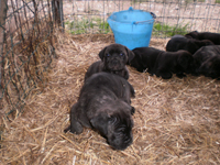 cucciolo cane corso